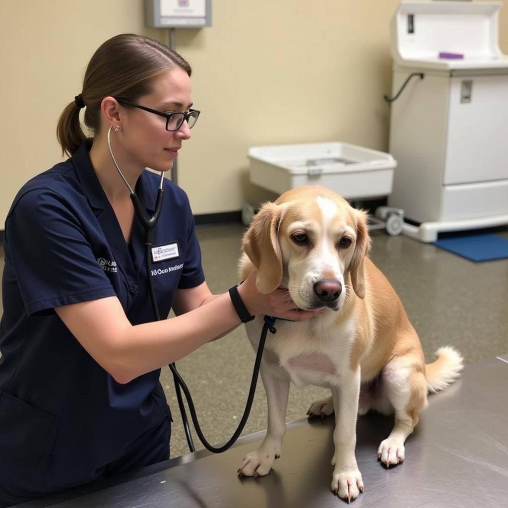 Abbeville Humane Society Veterinary Care