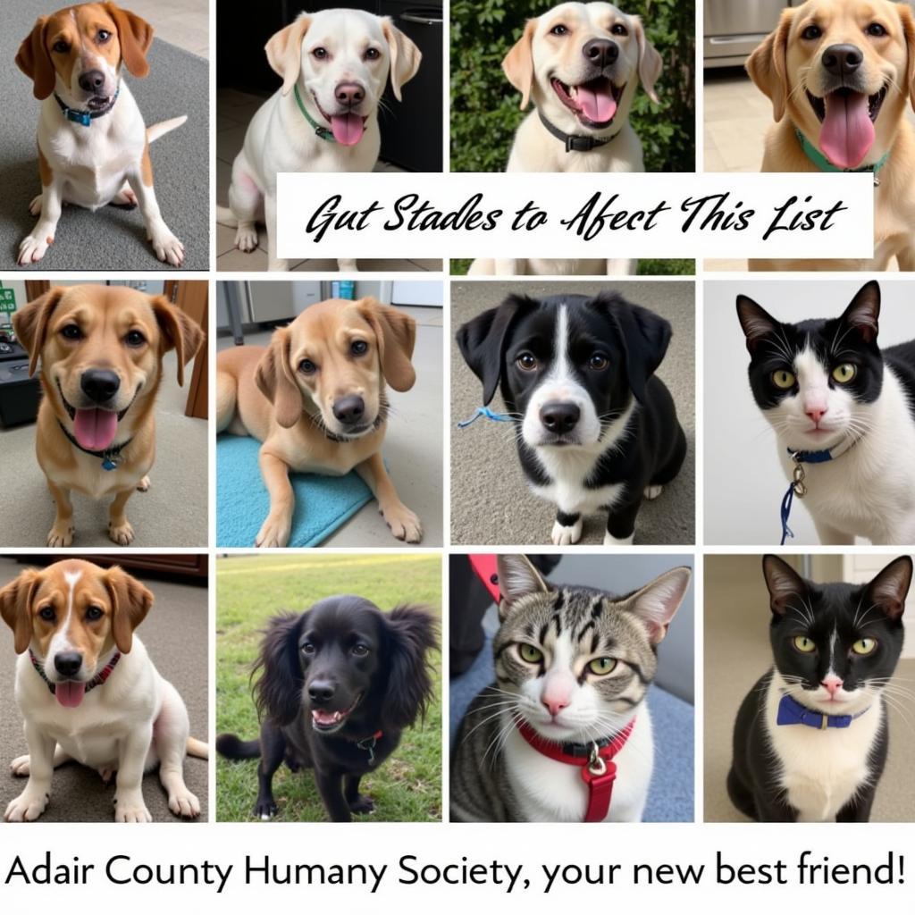 Dogs and cats available for adoption at Adair County Humane Society