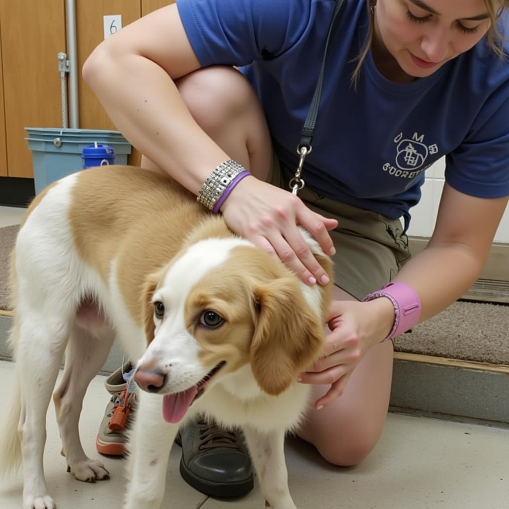 Animal Care at the Humane Society