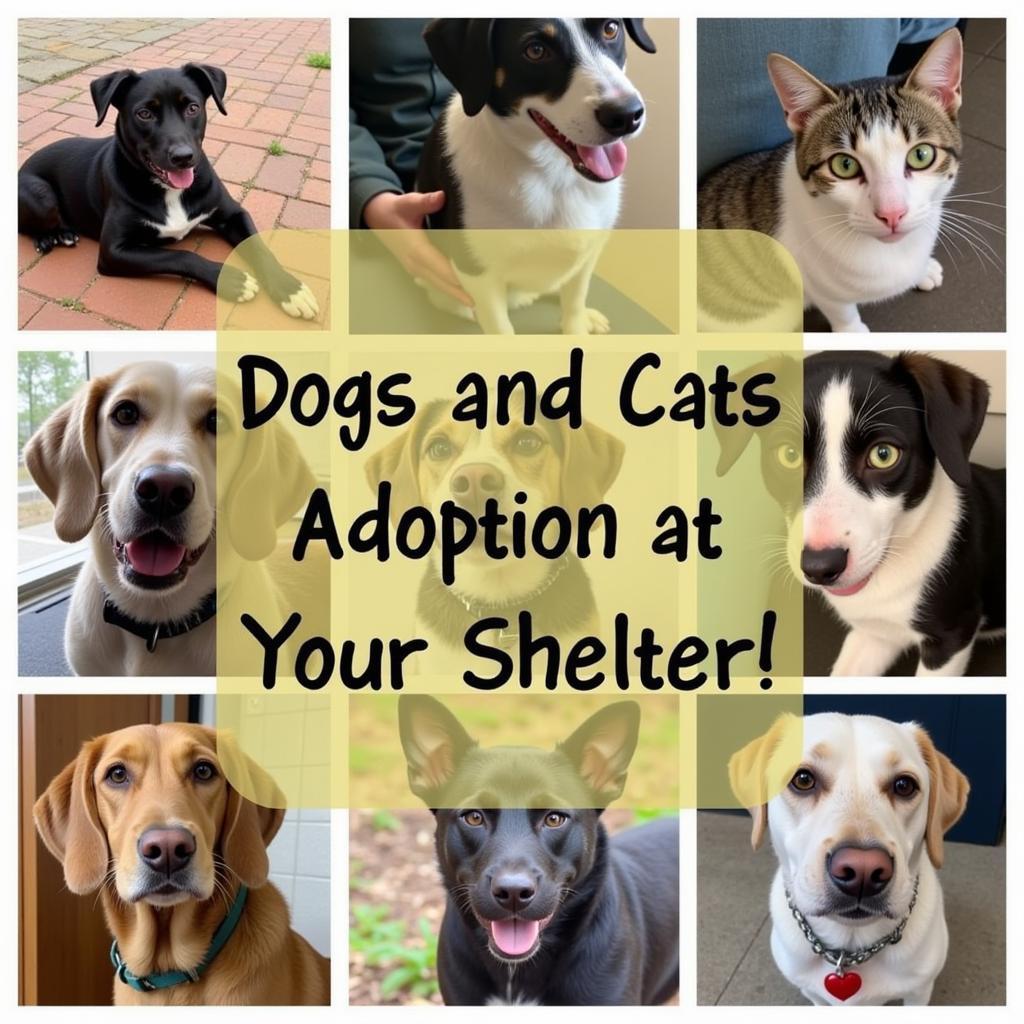 Adoptable Dogs and Cats at Cherokee County Humane Society