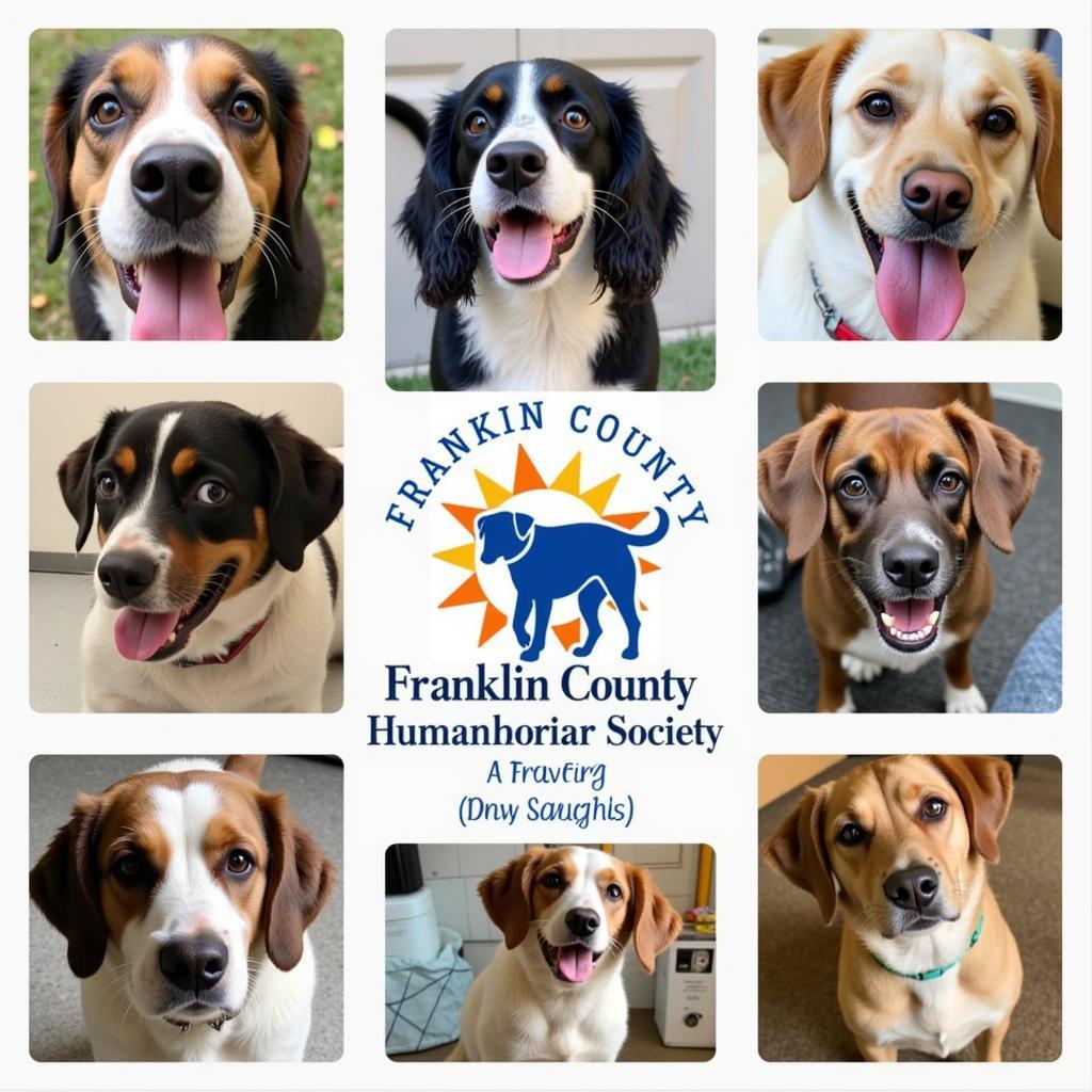 A group of adorable dogs at the Franklin County Humane Society eagerly await their forever homes.