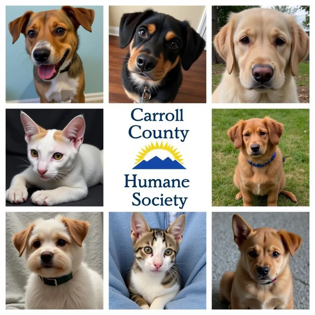 Adoptable Pets at Carroll County Humane Society