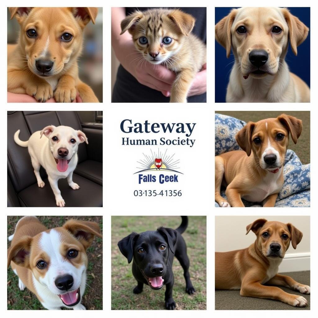 Adoptable Pets at Gateway Humane Society Falls Creek