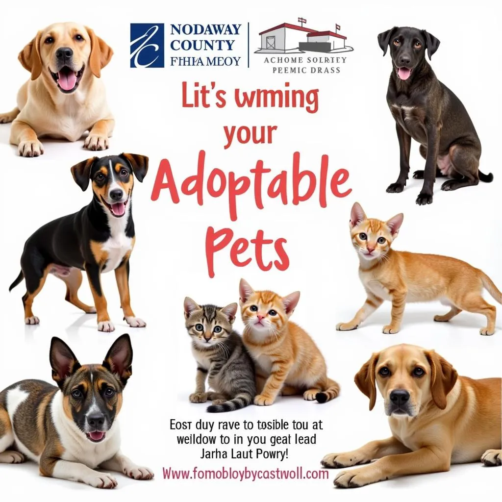 Adoptable pets at the Nodaway County Humane Society