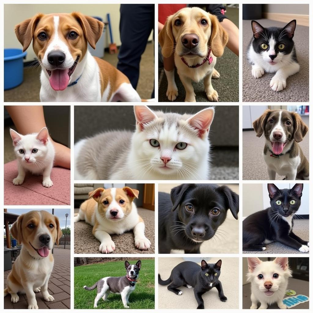 Adoptable pets at Paws and Claws Humane Society