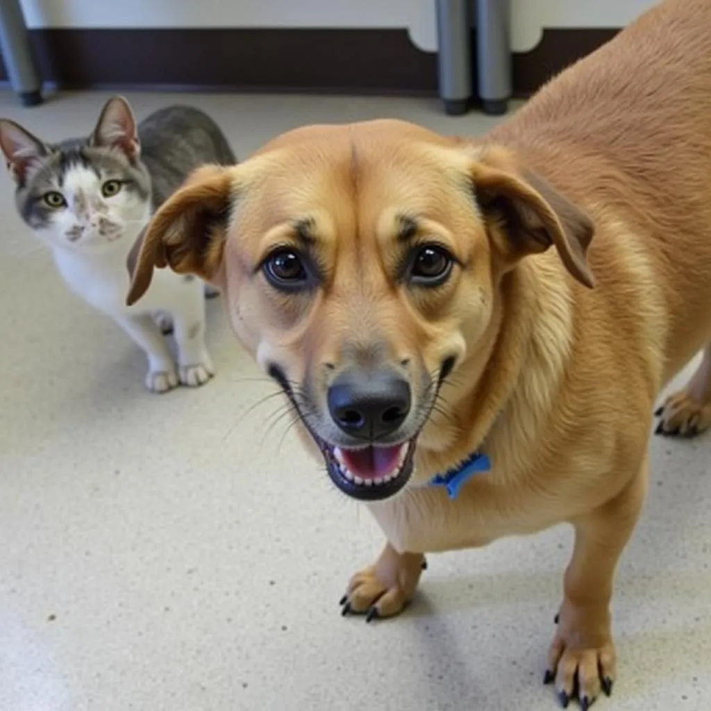 Animals available for adoption at the Humane Society of Bergen County shelter