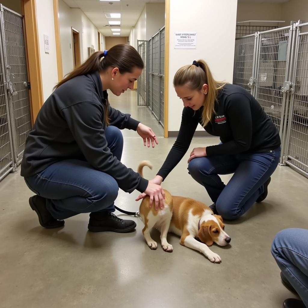 Volunteers Caring for Animals at the Shelter