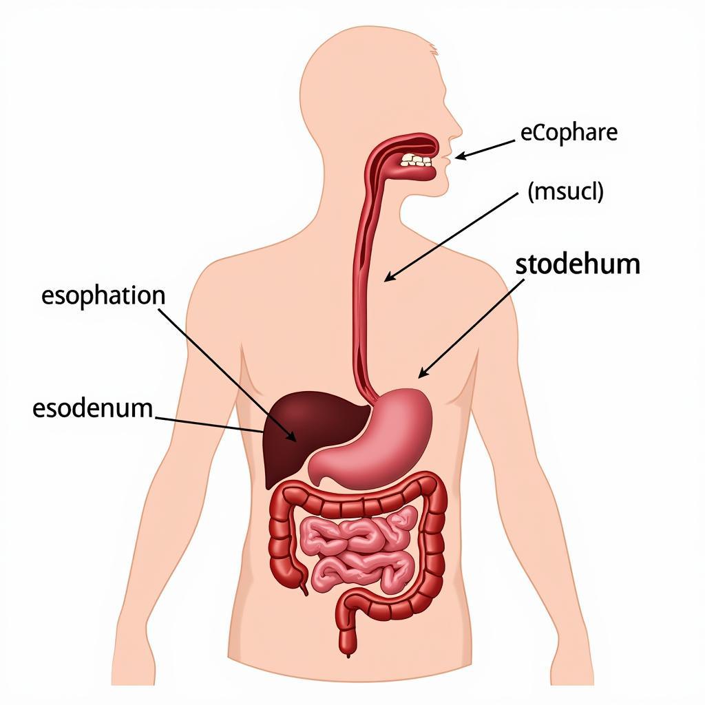 The Human Foregut: A Visual Guide