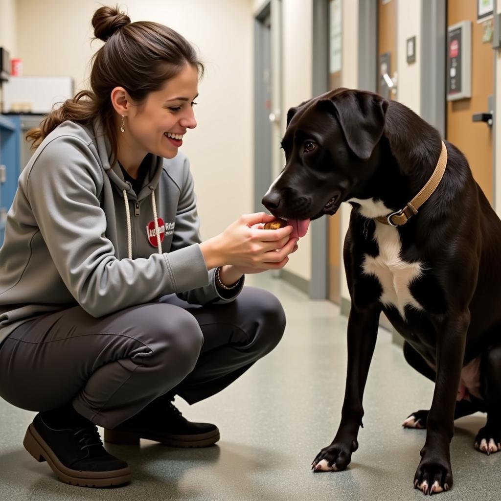 Animal Friends Humane Society: Volunteer and Dog