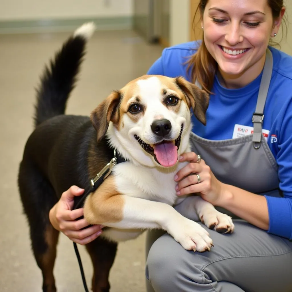 Caring for Animals at Asheville Humane Society