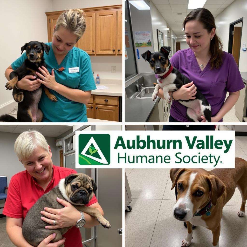 Volunteers at Auburn Valley Humane Society