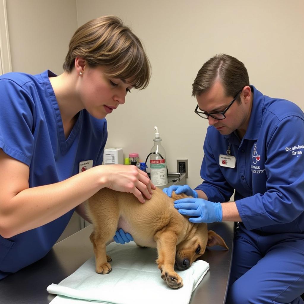 Auglaize Humane Society staff providing medical care to a dog