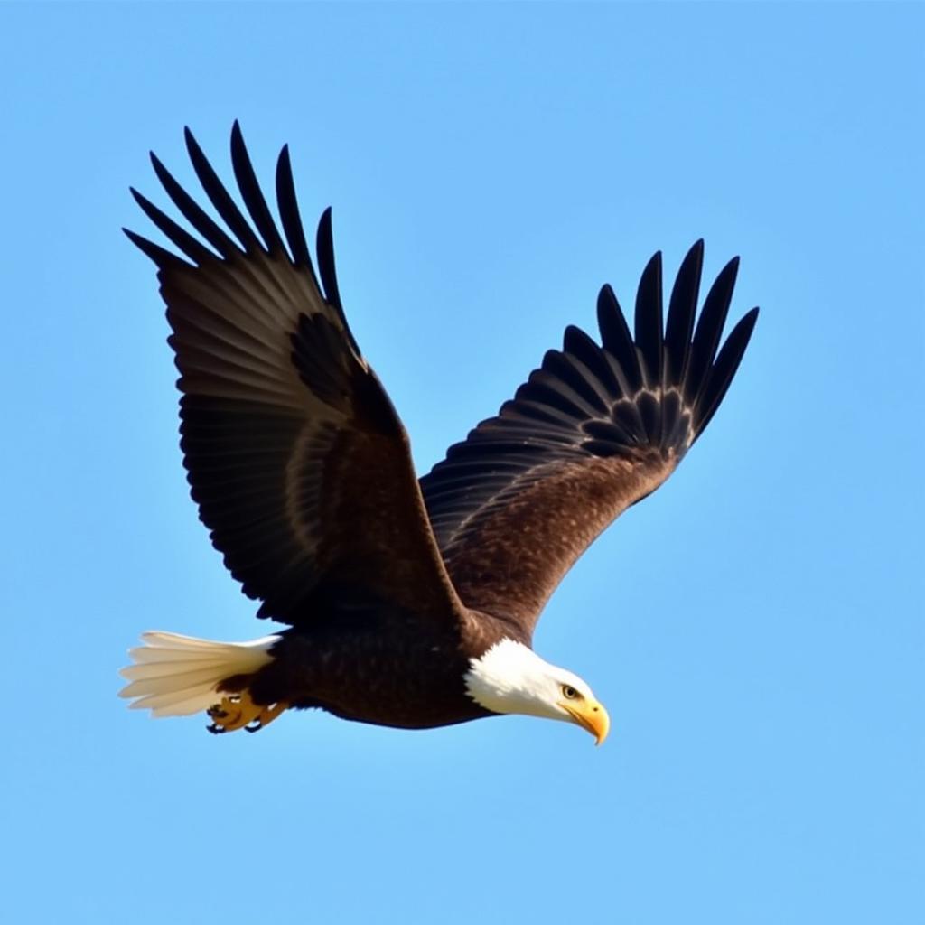 Bald Eagle Soaring Through the Sky