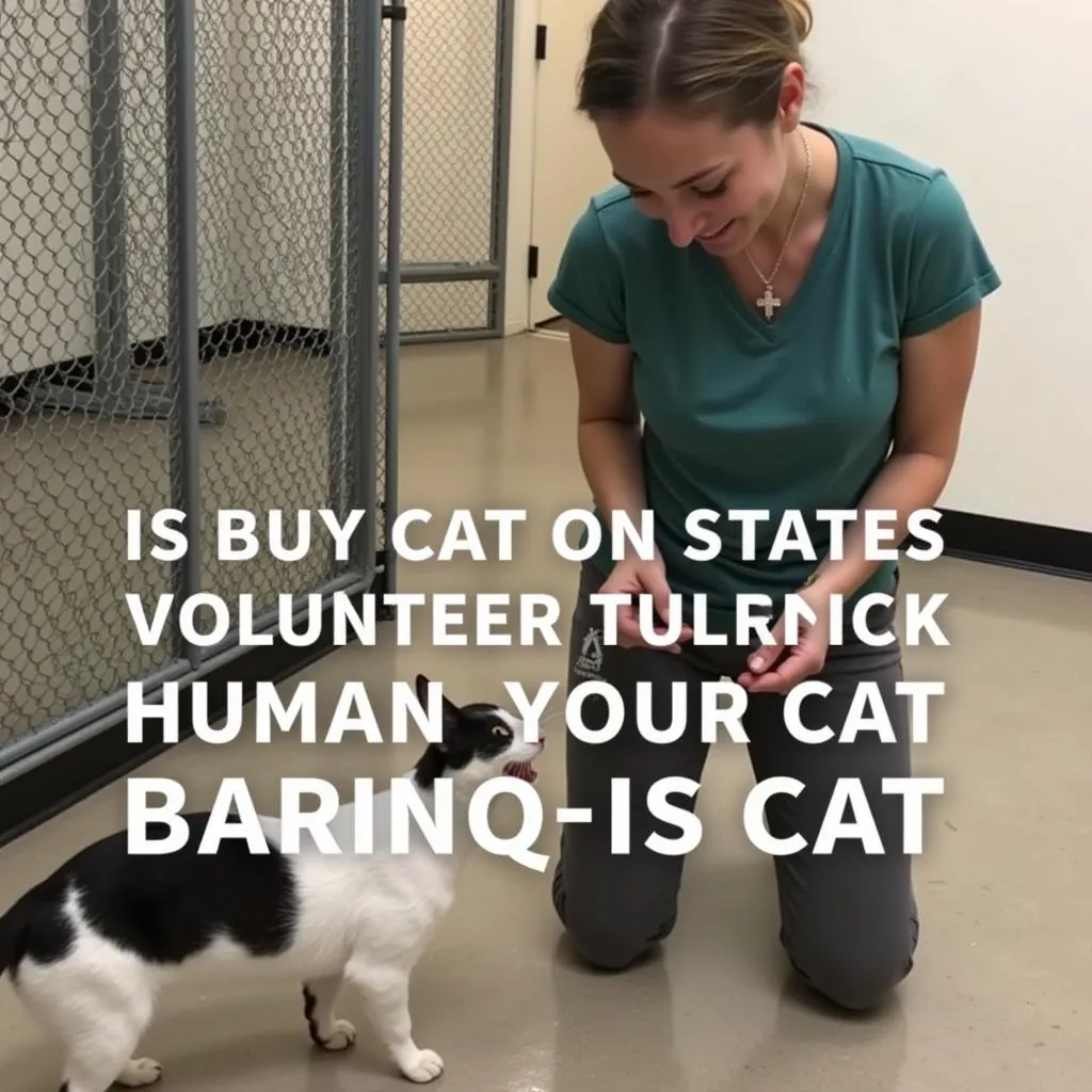 Volunteering at Barstow Humane Society