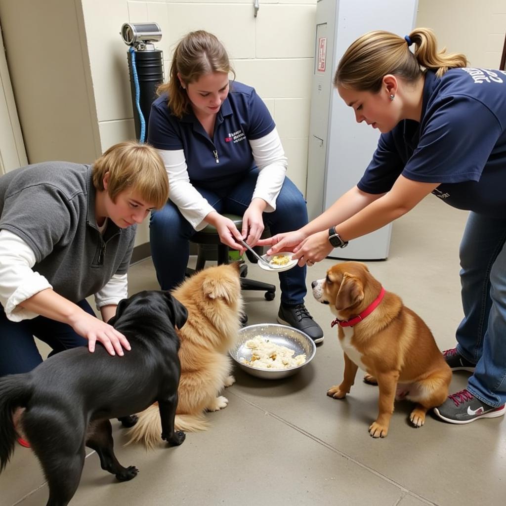 Volunteers Caring for Animals at the Bartholomew County Humane Society