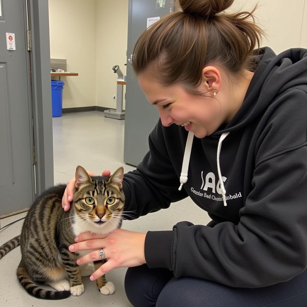 A volunteer tenderly cares for a cat at the Bay County Humane Society