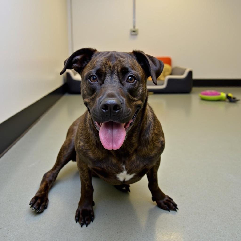 Dog resting comfortably in a kennel at the Binghamton Humane Society