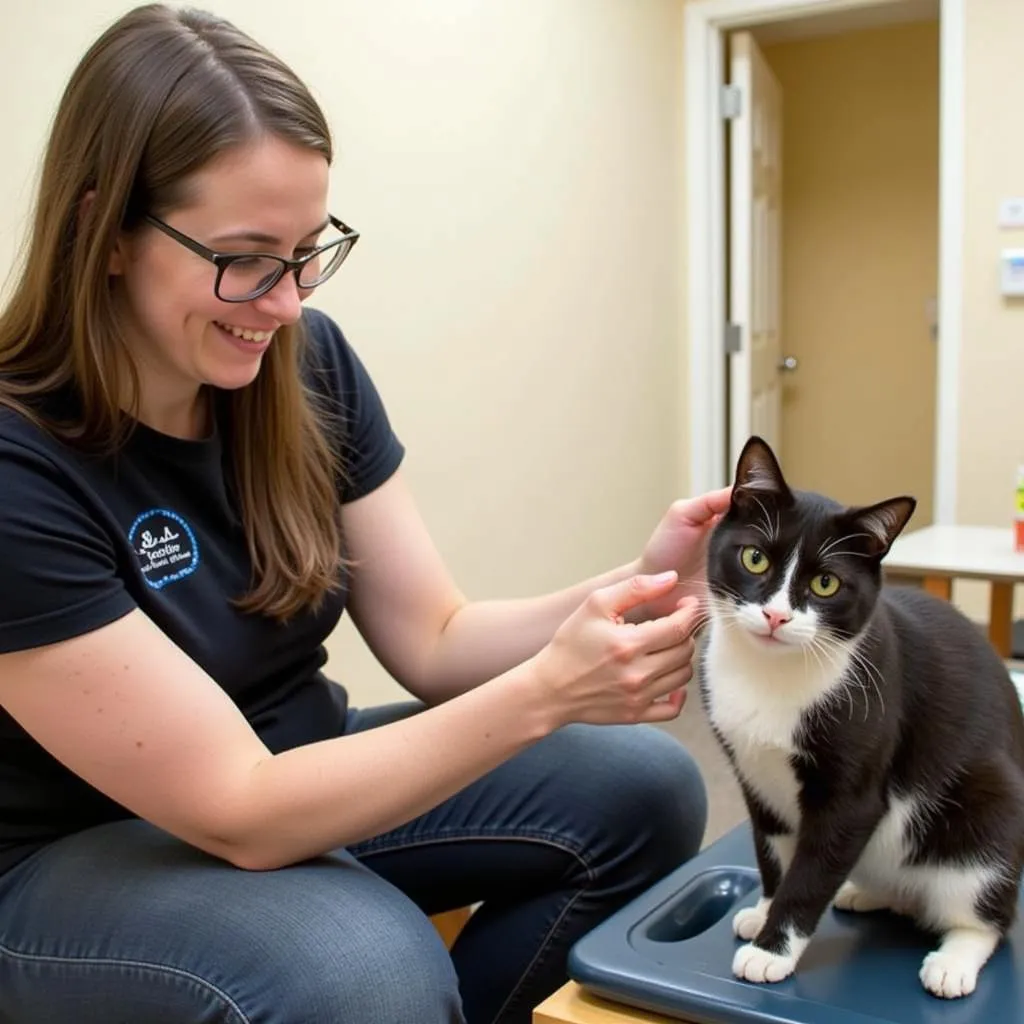 A volunteer interacts playfully with a cat available for adoption at the Blooming Grove Humane Society.