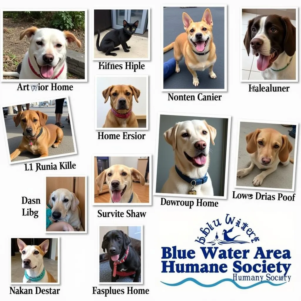 Animals in Need at the Blue Water Area Humane Society