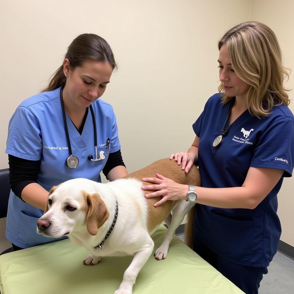 Veterinary Team performing a checkup at the Brevard Humane Society