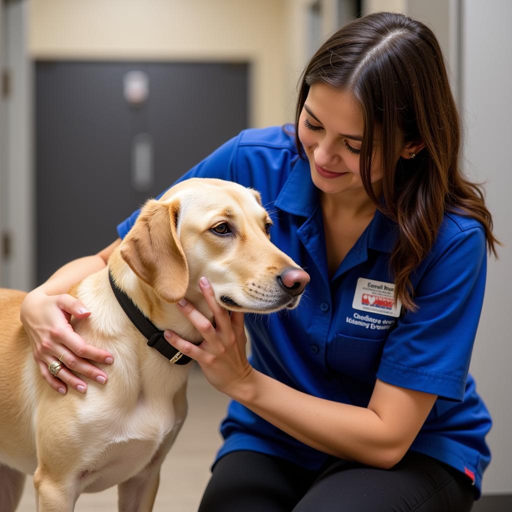 Carson City animal shelter helping a dog