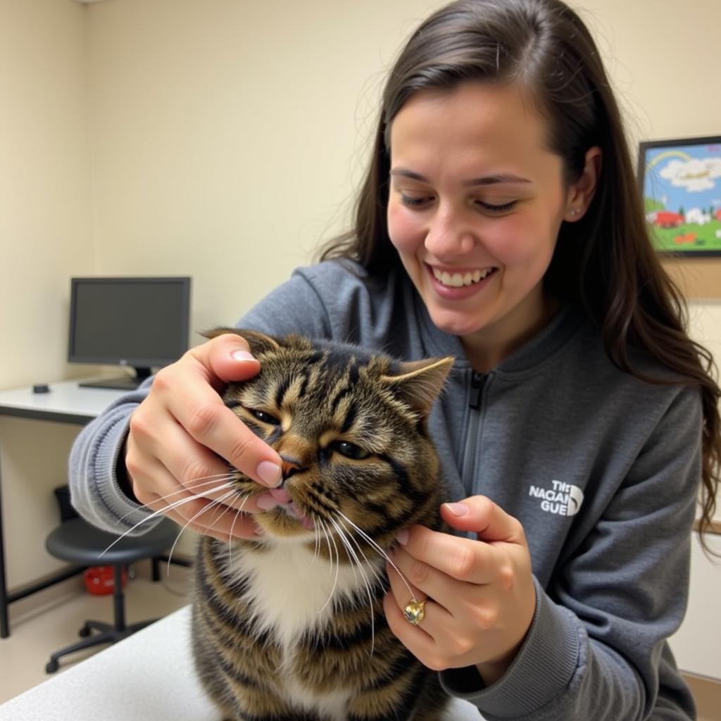 Cedar Valley Humane Society Cat Playtime