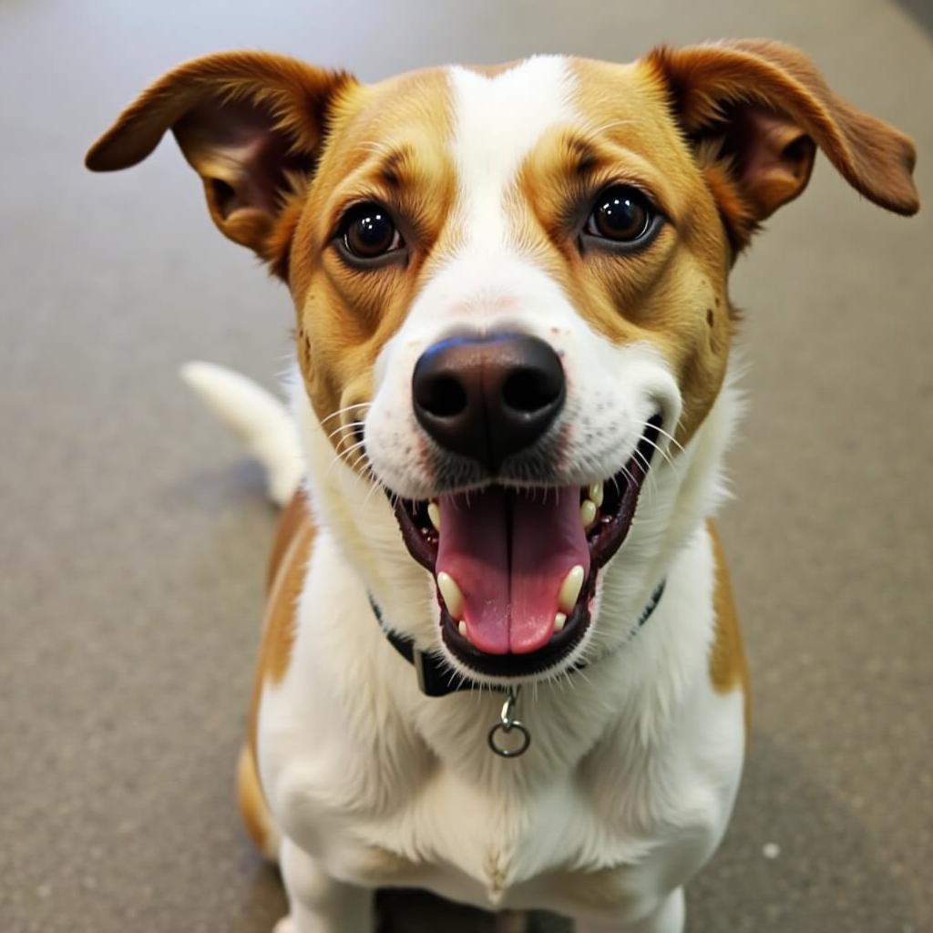 Dog awaits adoption at Cedar Valley Humane Society