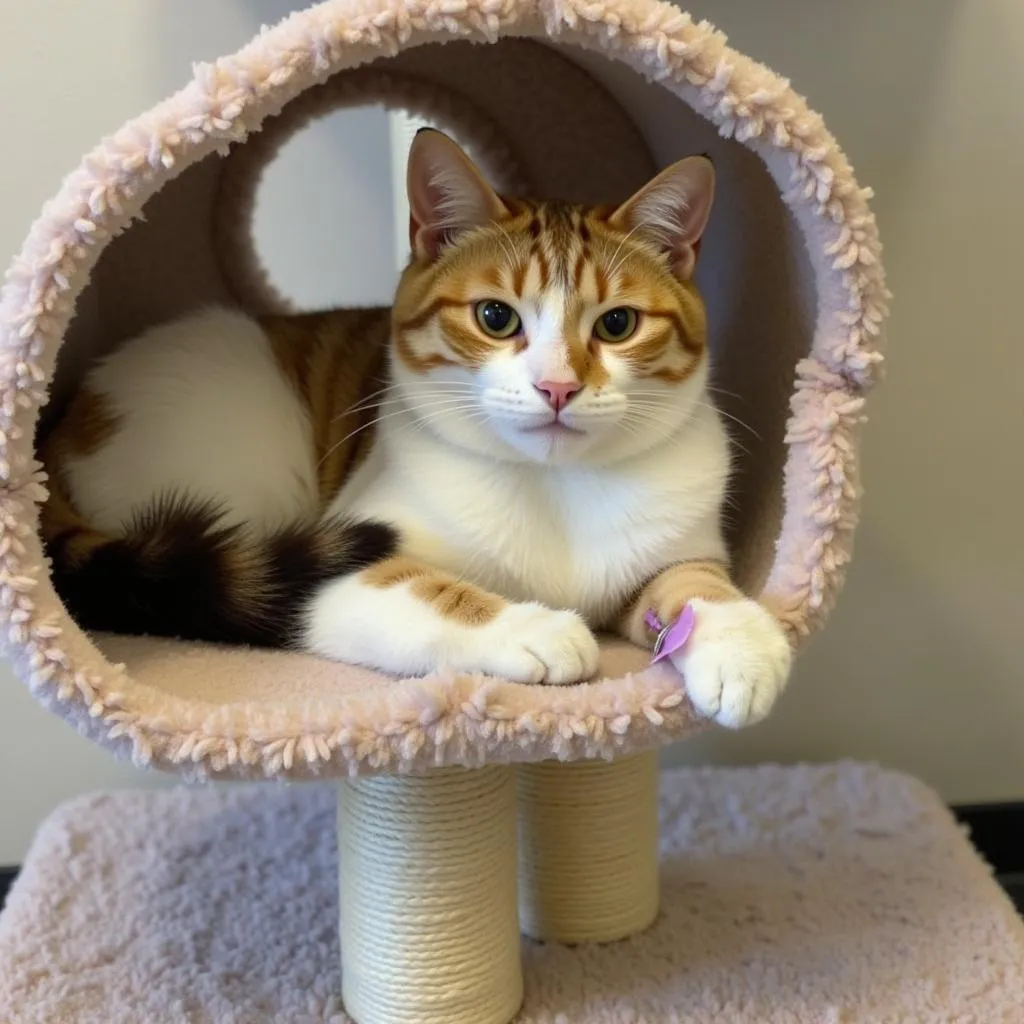 Cat at adoption event at Central Oregon Humane Society