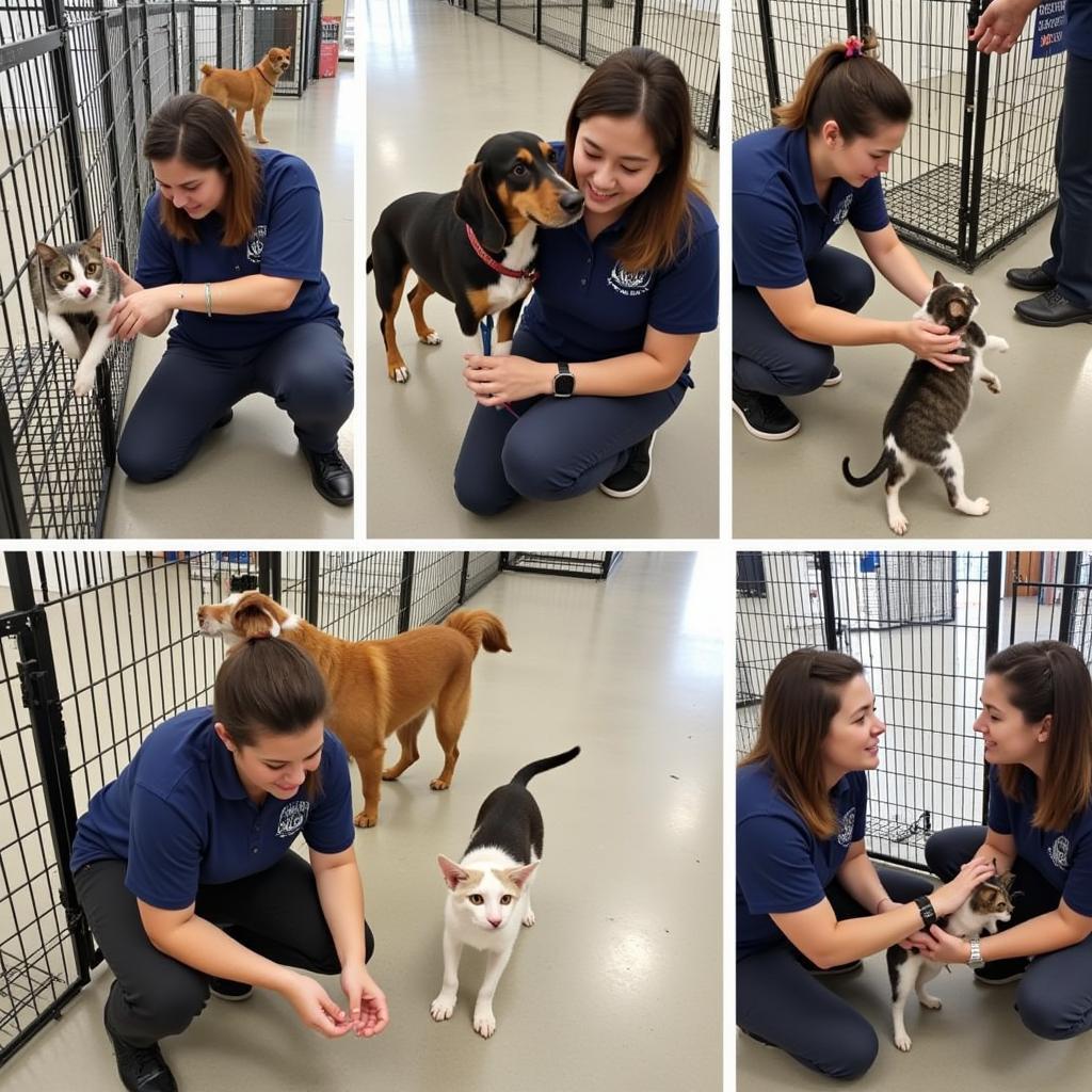 Volunteers caring for animals at the Chautauqua County Humane Society