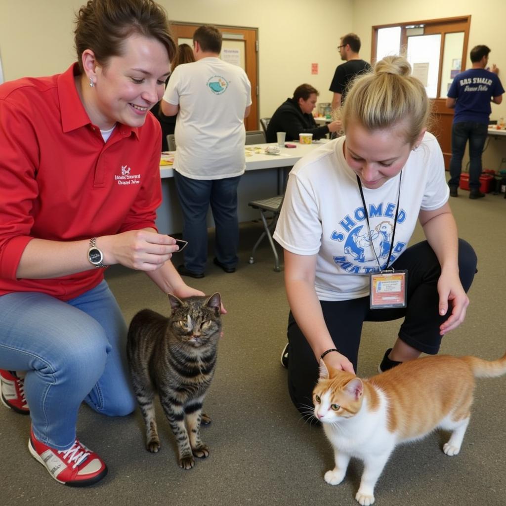 Chittenden County Cat Adoption Event