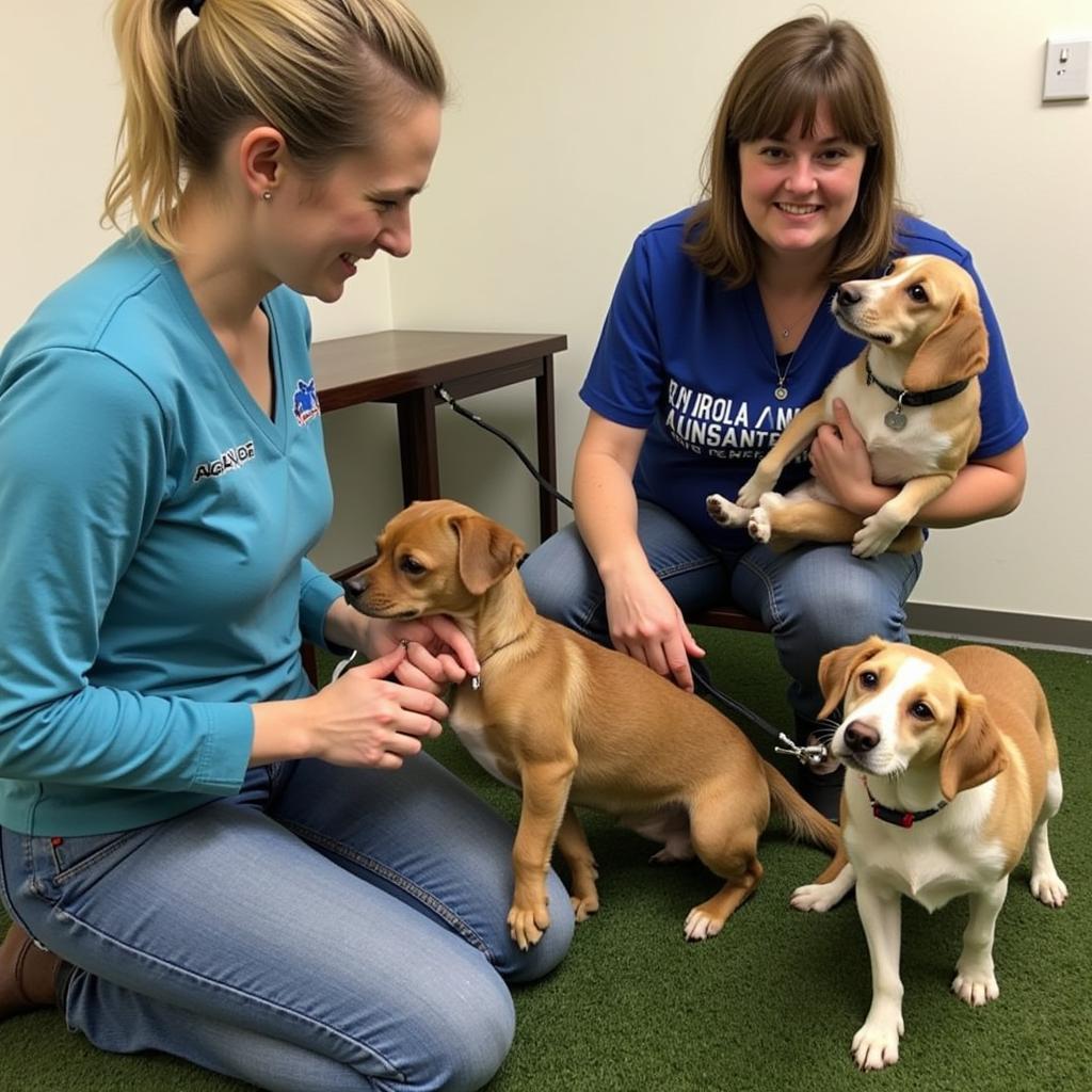 Chittenden County Humane Society Volunteers