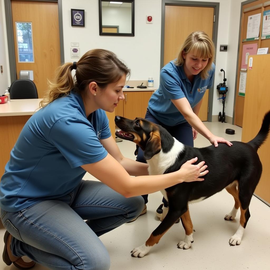 Volunteers caring for animals at Cleveland County Humane Society