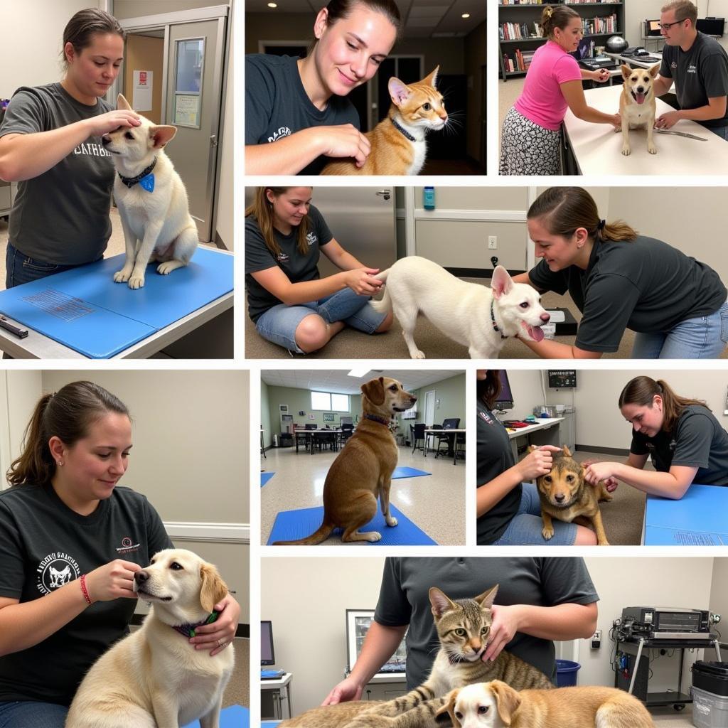 Volunteers Caring for Animals at the Clinton County Humane Society