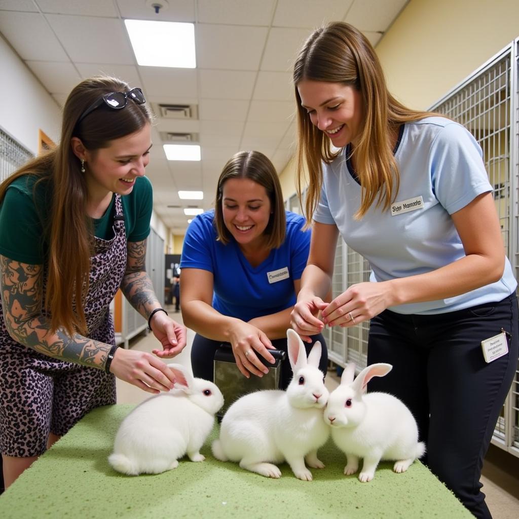 Volunteers socializing with rabbits at the Colorado House Rabbit Society in Broomfield