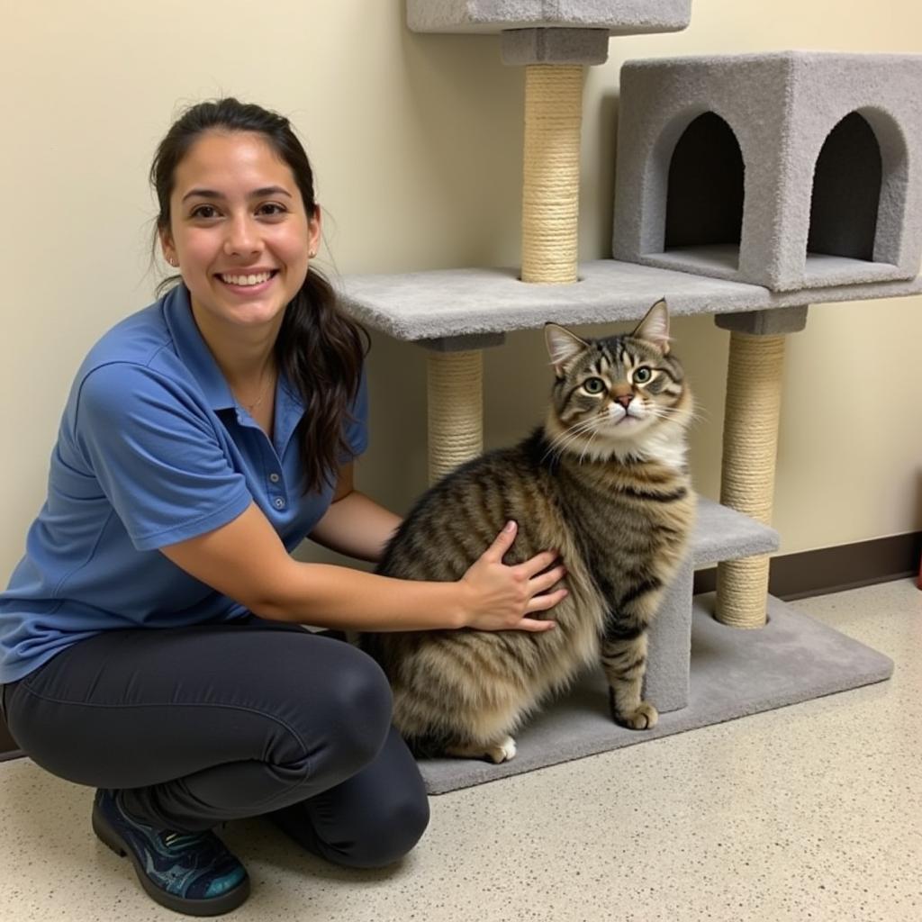 Volunteers socialize with a cat at the Columbia Gorge Humane Society.