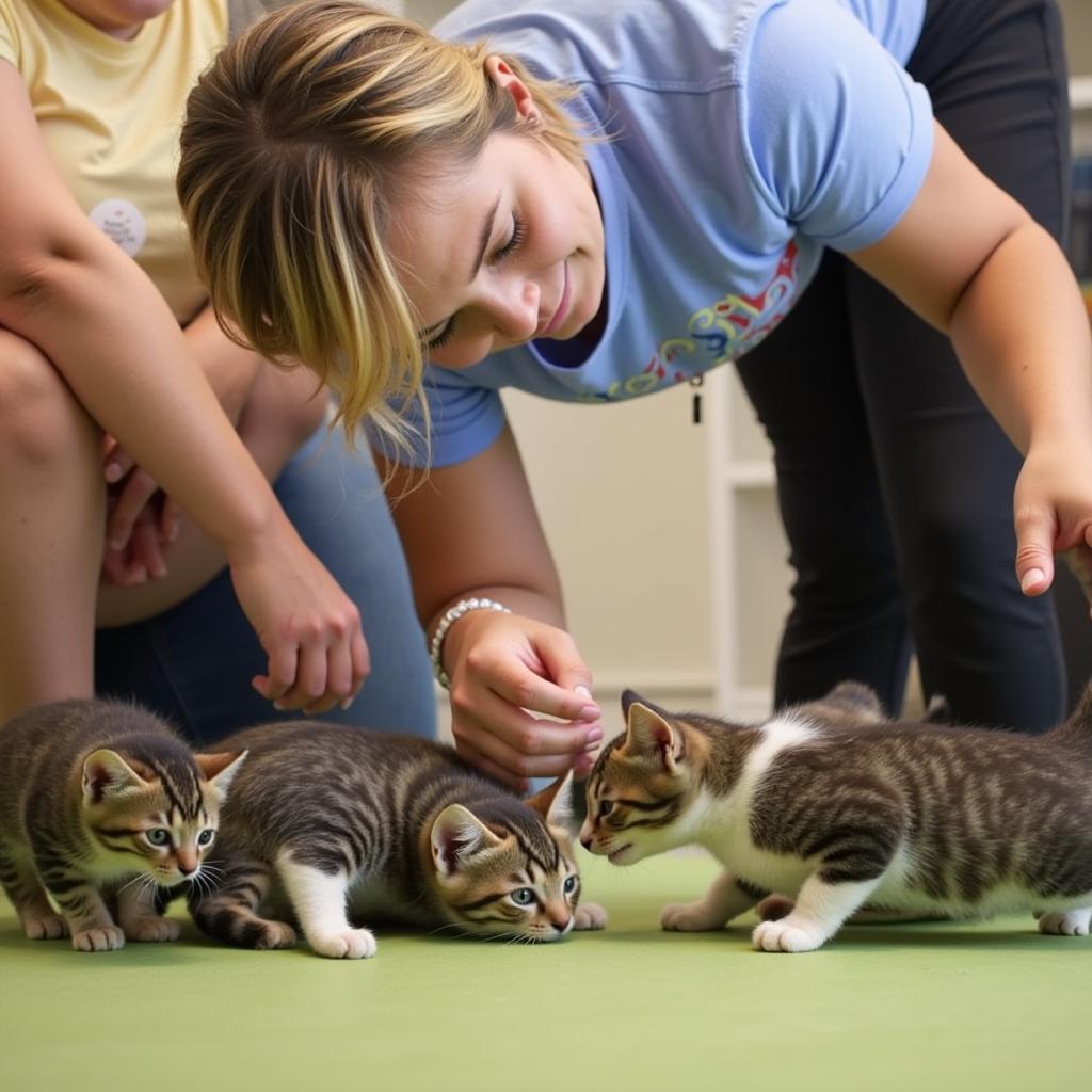 Kitten Playtime at the Columbus-Lowndes Humane Society