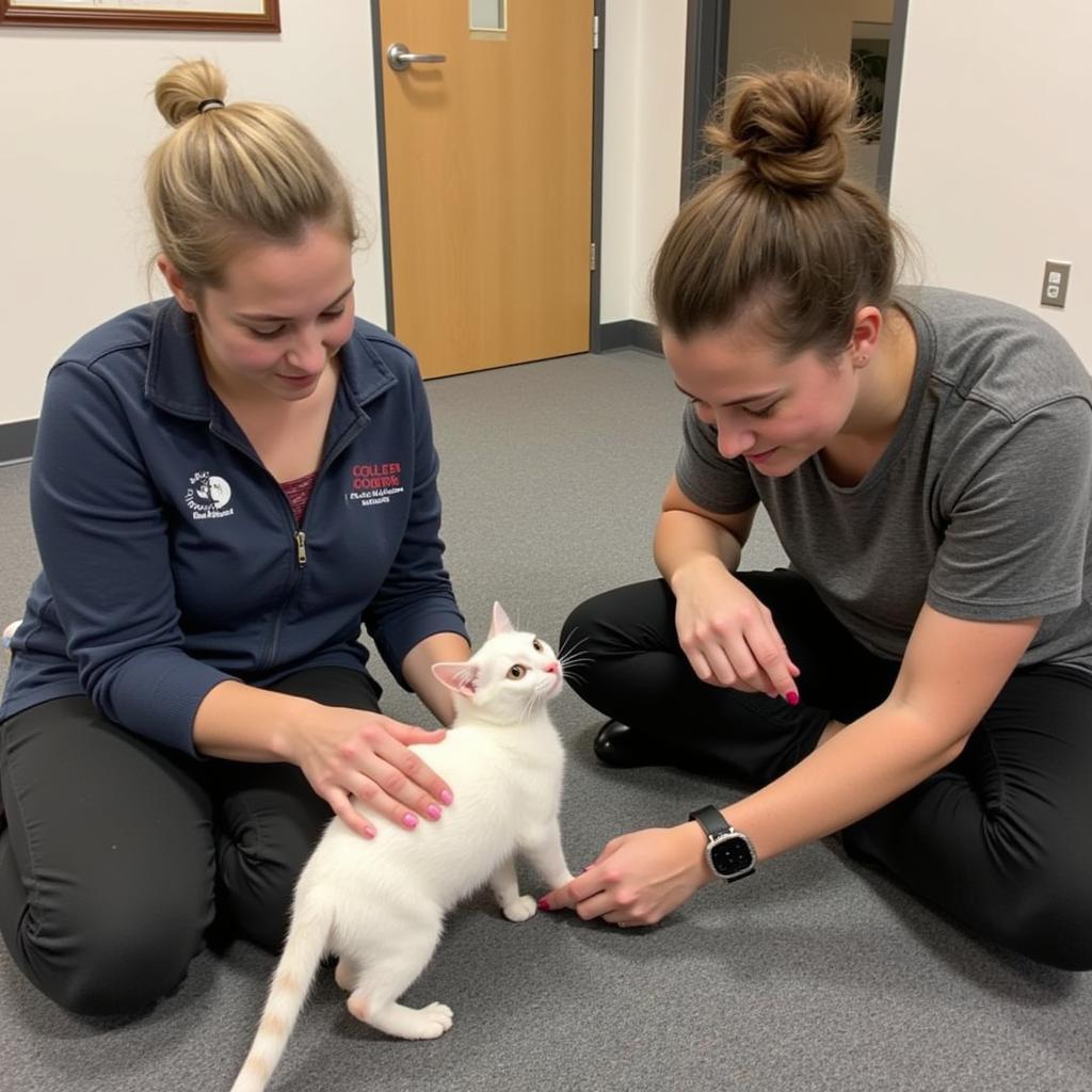 Volunteers interacting with cats at Coulee Region Humane Society