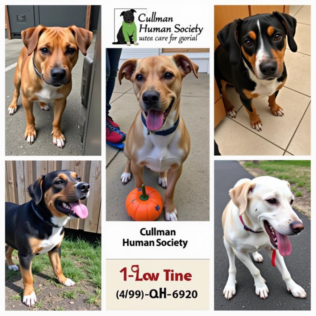 Finding Hope and a Home at Cullman Humane Society Alabama