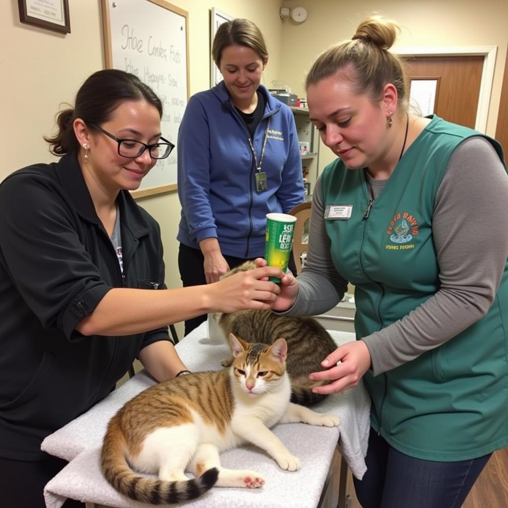 Volunteers caring for cats at the DeKalb Humane Society