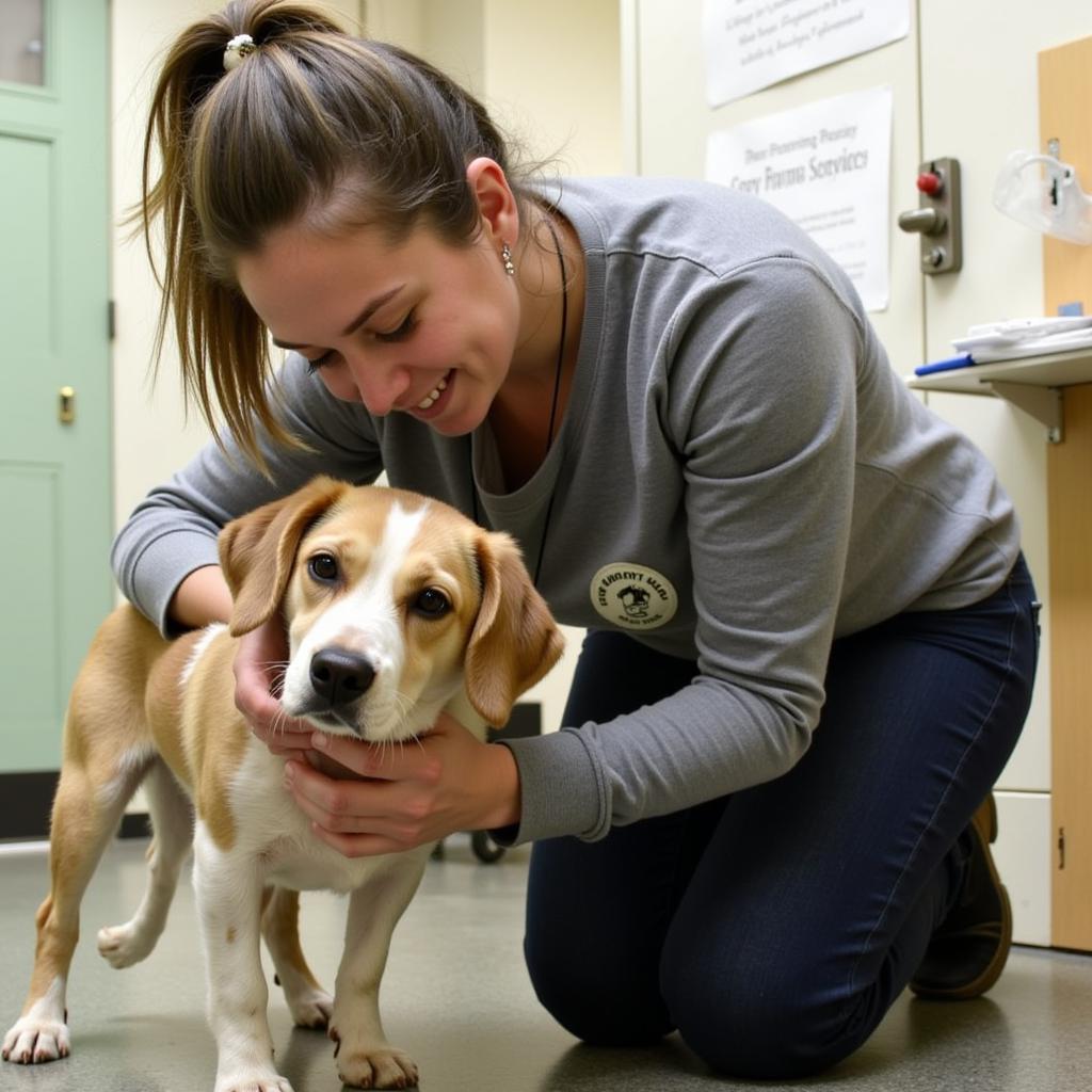 A volunteer comforting a lost dog at the shelter