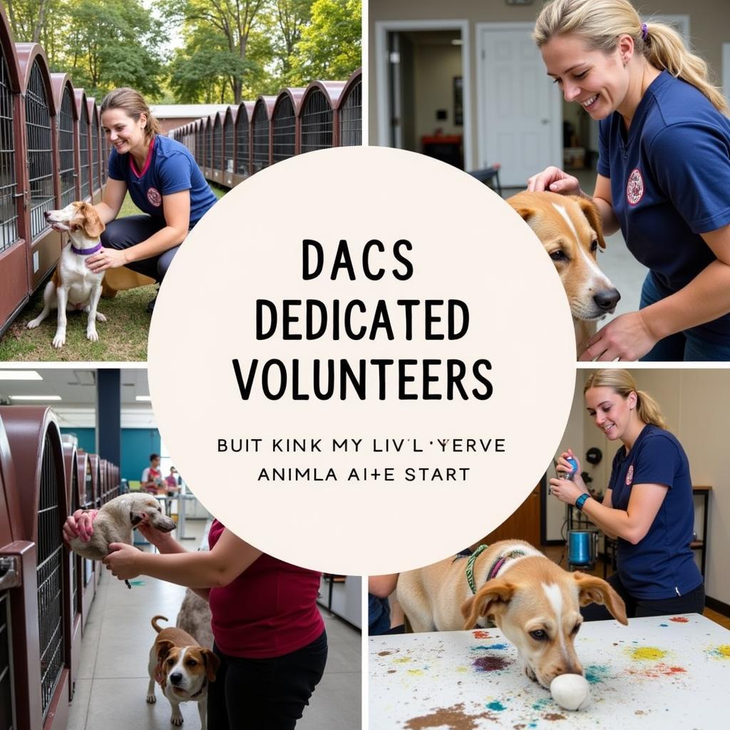 Volunteers Making a Difference at DACS