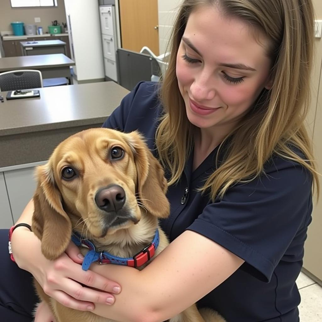 A heartwarming image of a staff member at the Dunn County Humane Society gently caring for a rescued cat.