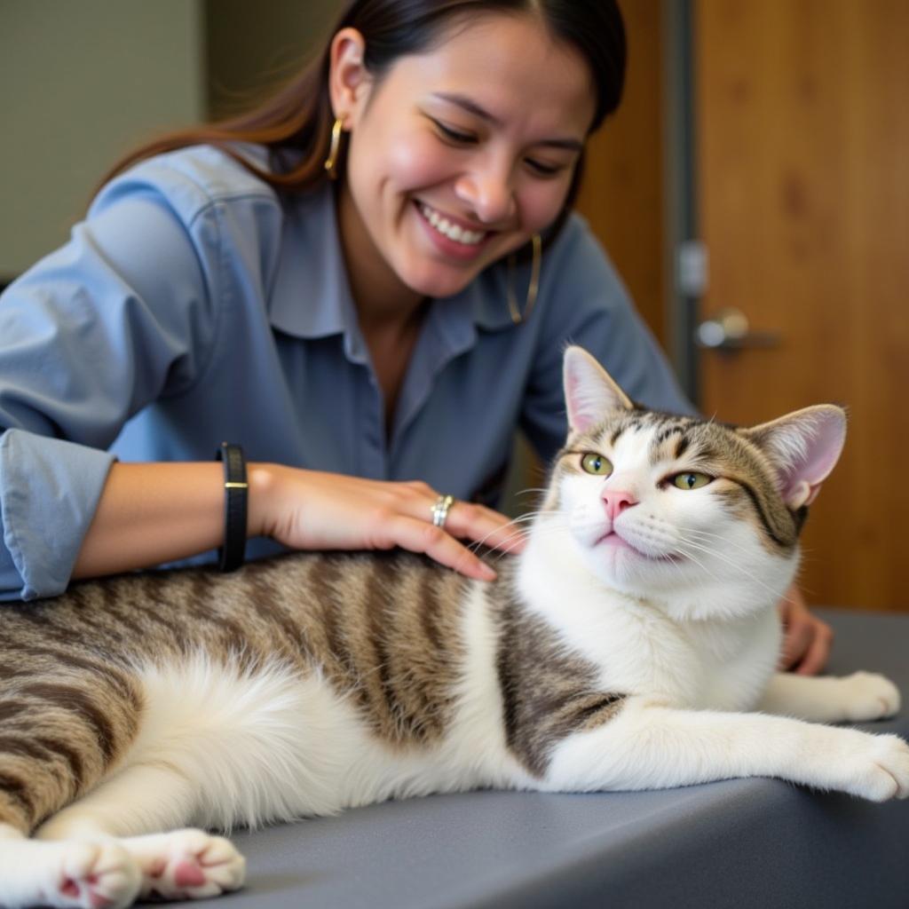 Volunteer Tenderly Cares for Cat at Ewa Beach Humane Society