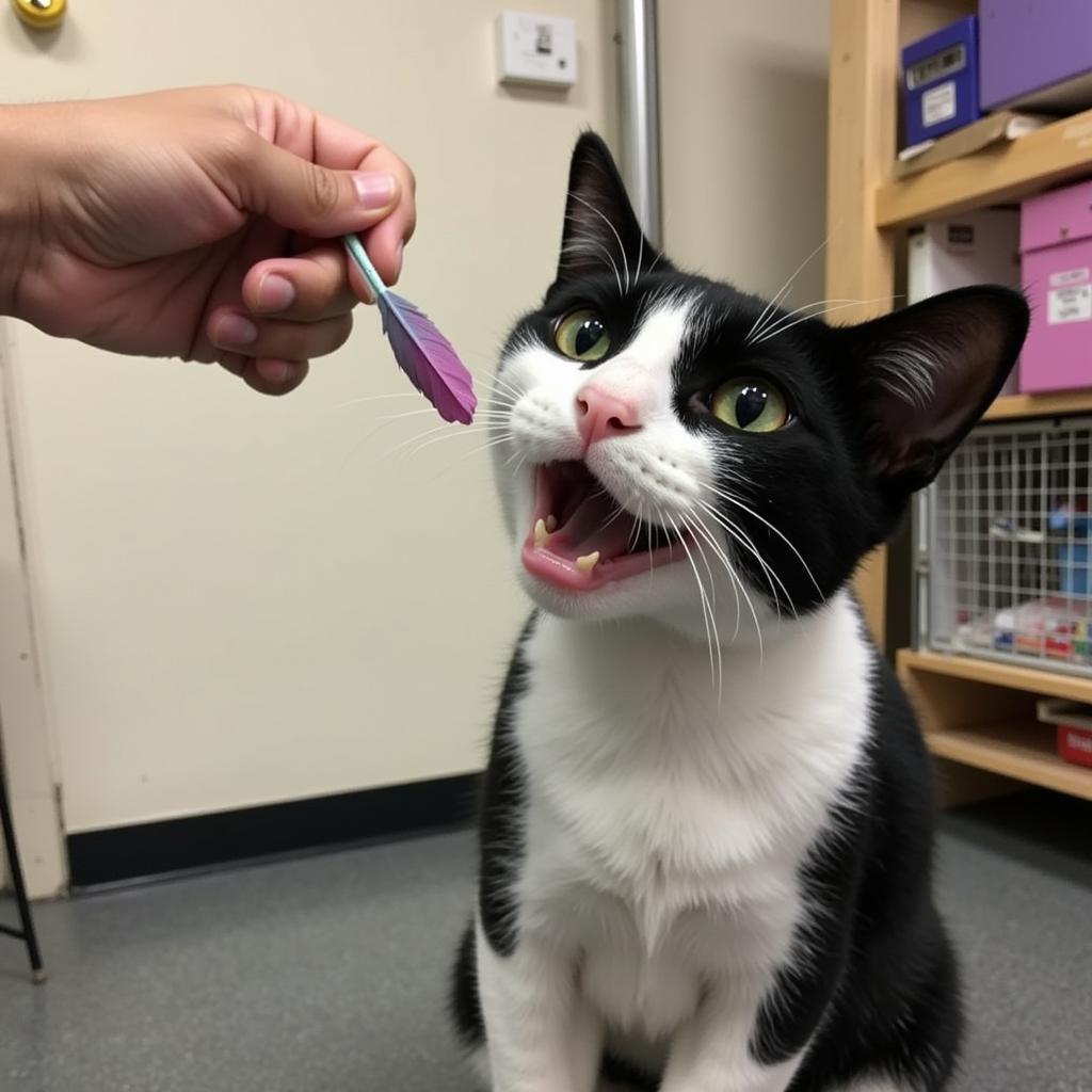 Playful cat at Fond du Lac Humane Society enjoying feather toy