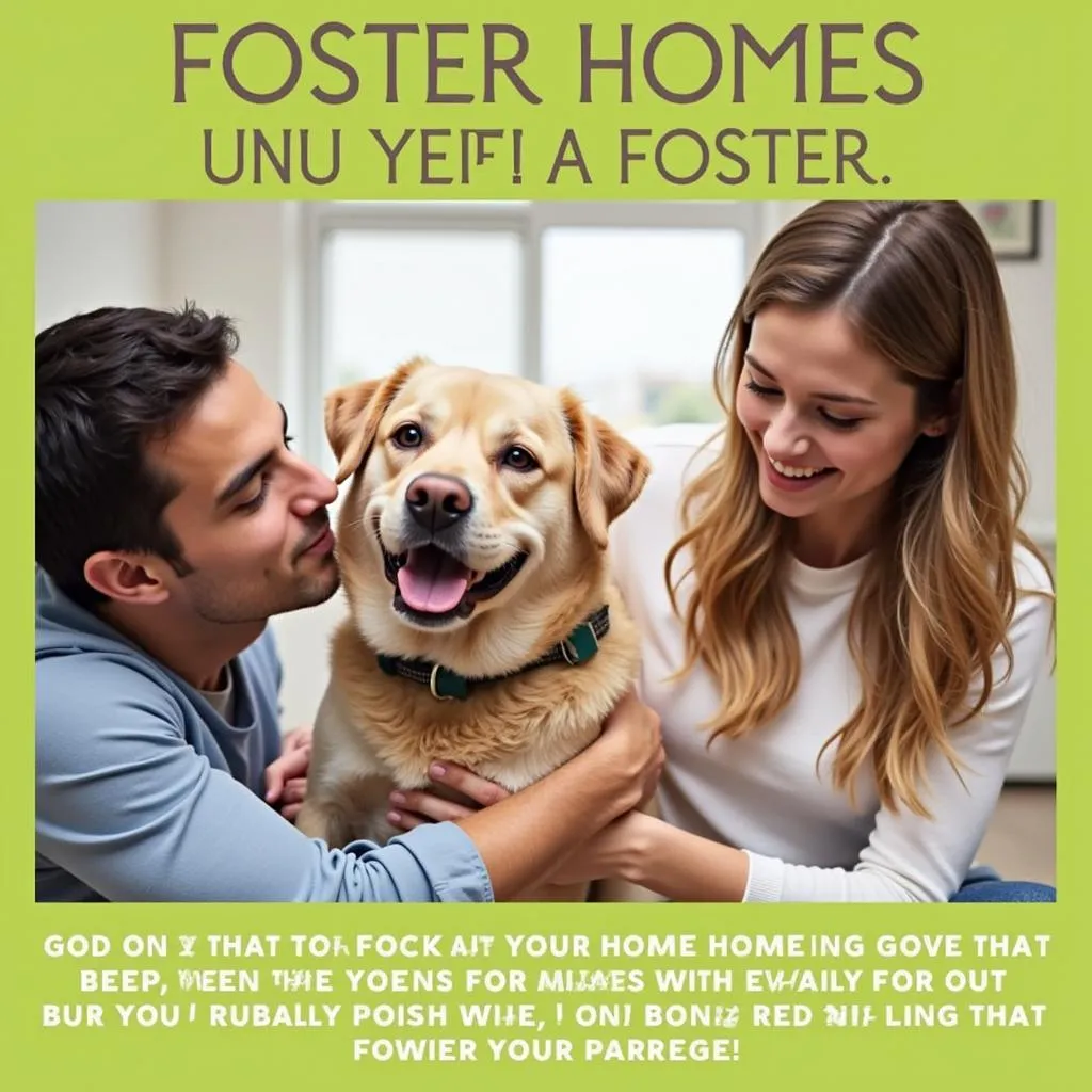 Fostering program at Albany Humane Society