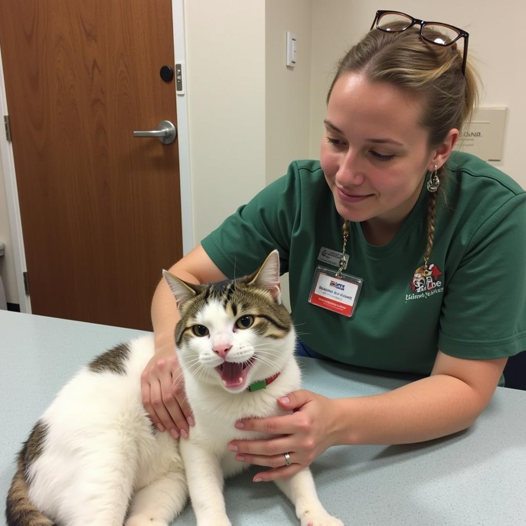 Volunteer caring for a cat at Franklin County Humane Society