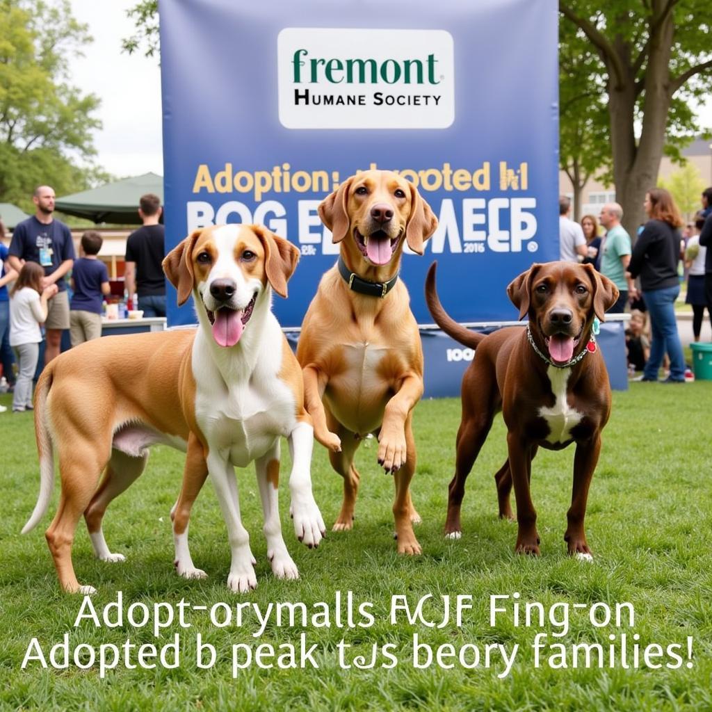 Finding Forever Homes: Your Guide to Fremont Humane Society Colorado