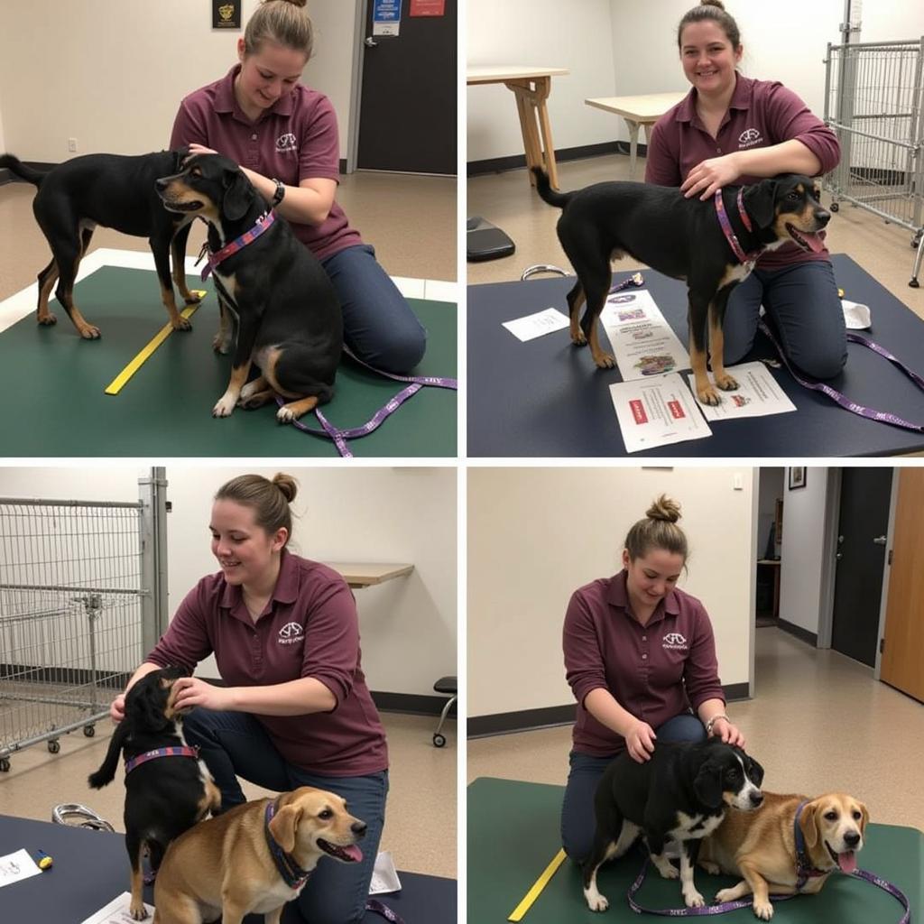  Volunteers caring for animals at Greene County PA Humane Society 