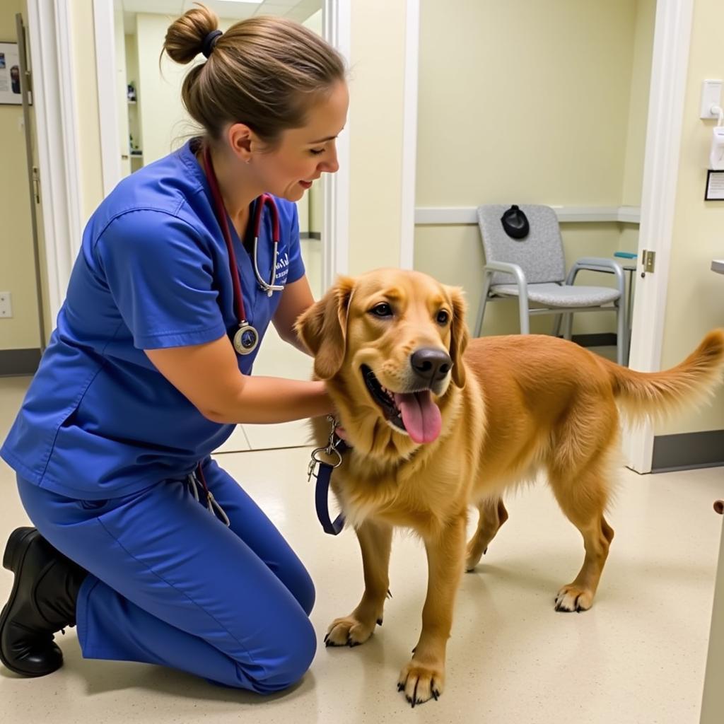 Veterinarian Examining a Dog at the Greenville Humane Society Vaccine Clinic