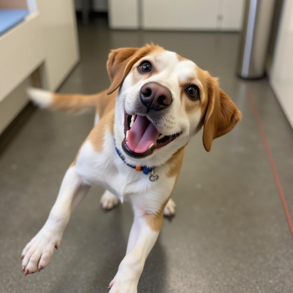 Adorable dog ready for adoption